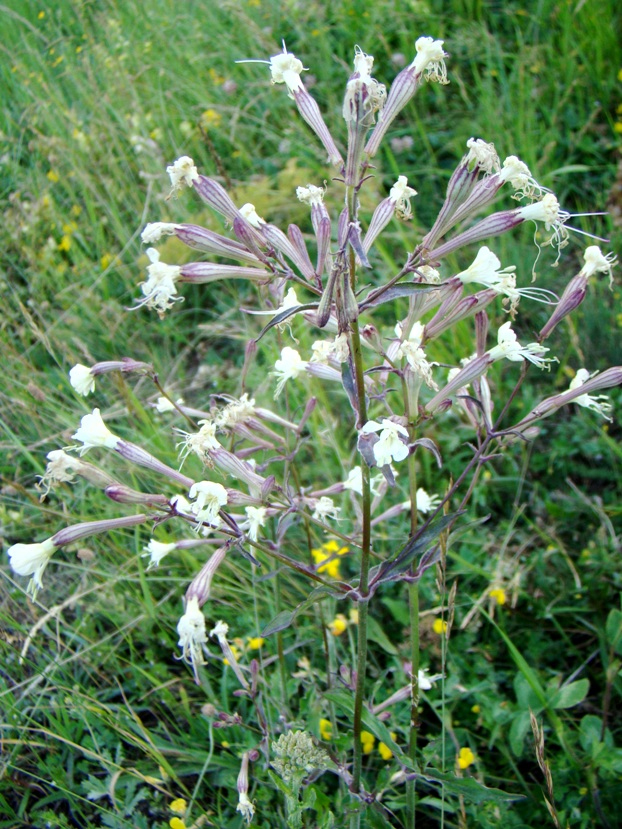 Image of Silene italica specimen.