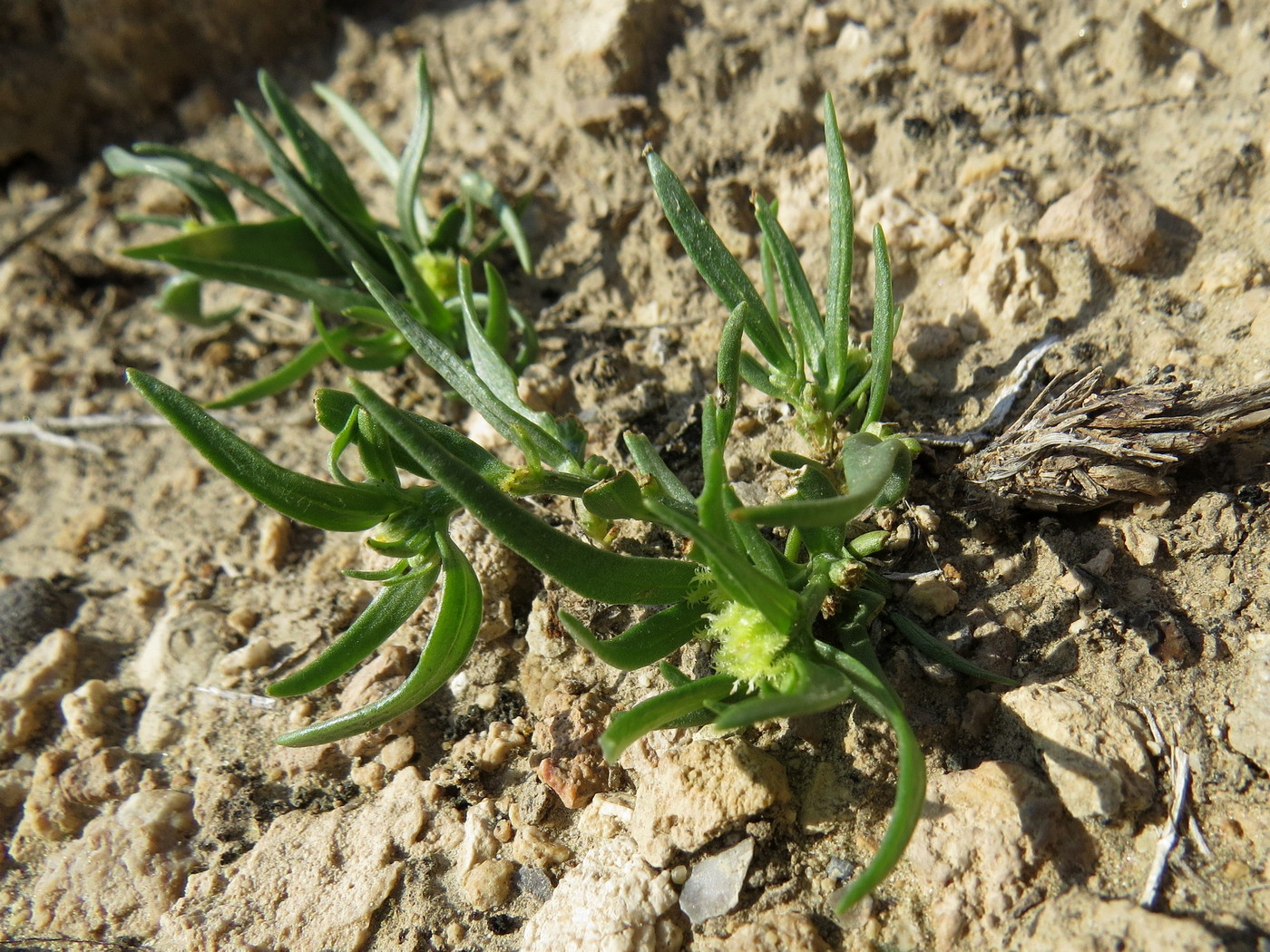 Image of Dipterocome pusilla specimen.