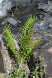 род Dryopteris