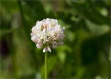 Trifolium repens. Соцветие. Ленинградская обл., Ломоносовский р-н, окр. дер. Низино, обочина грунтовой дороги вблизи КАД, разнотравный луг. 23.06.2025.