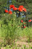Papaver rhoeas. Цветущее и плодоносящее растение. Псковская обл., Порховский р-н, окр. дер. Заборовье, залежь. 15.06.2025.