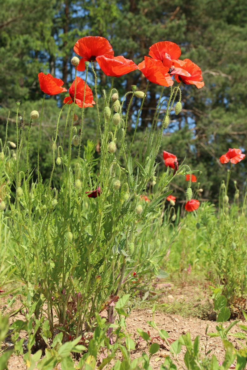 Изображение особи Papaver rhoeas.