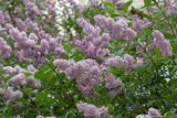 Смотреть изображение род Syringa