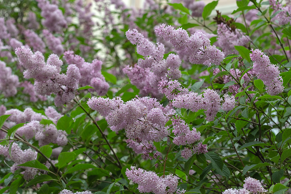 Image of genus Syringa specimen.