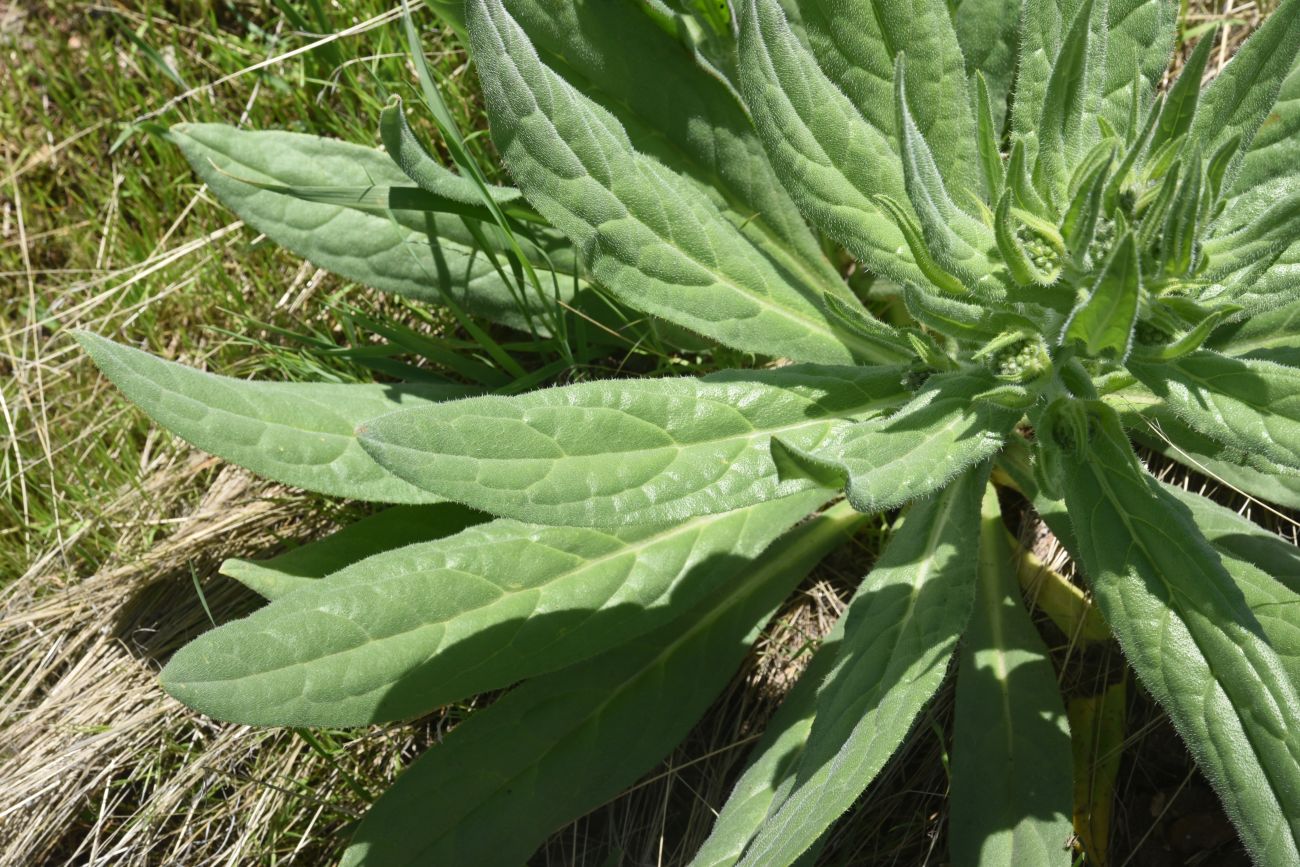 Image of Cynoglossum officinale specimen.