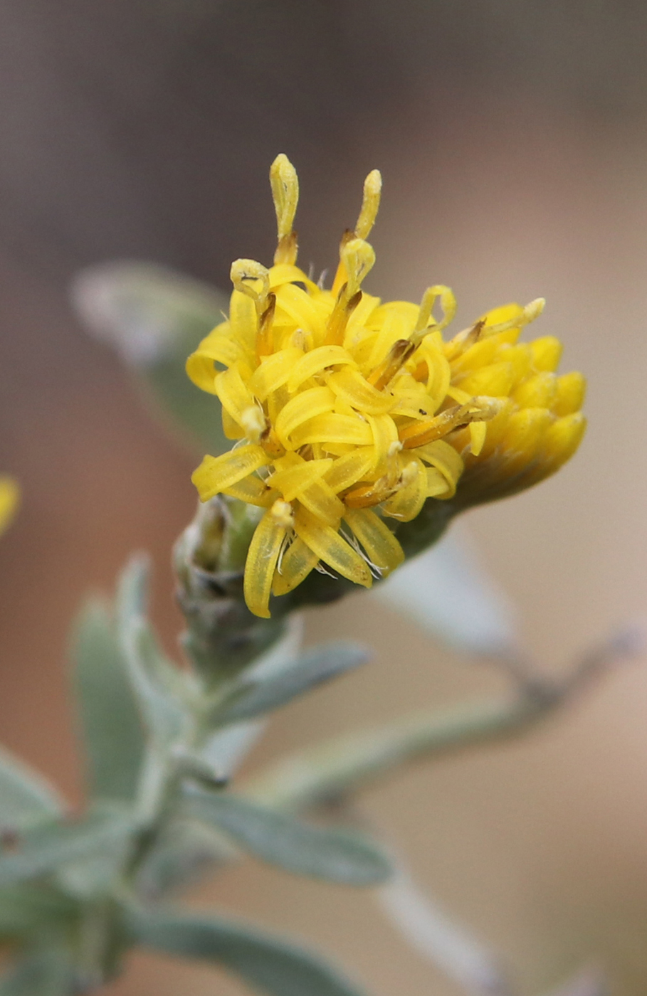 Image of Galatella villosa specimen.