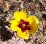 Rosa persica