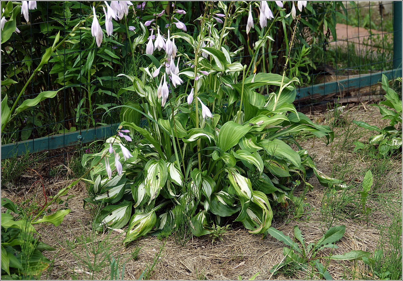 Image of Hosta undulata specimen.
