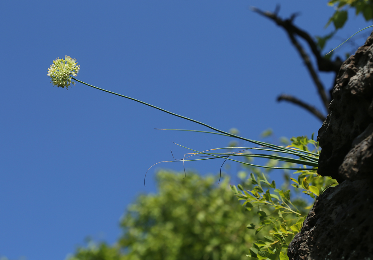 Image of Allium condensatum specimen.