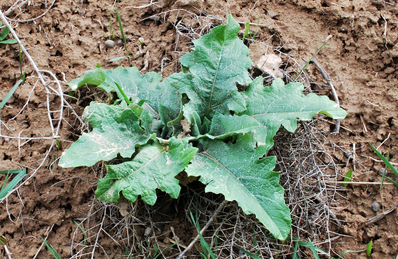 Изображение особи Cousinia umbrosa.
