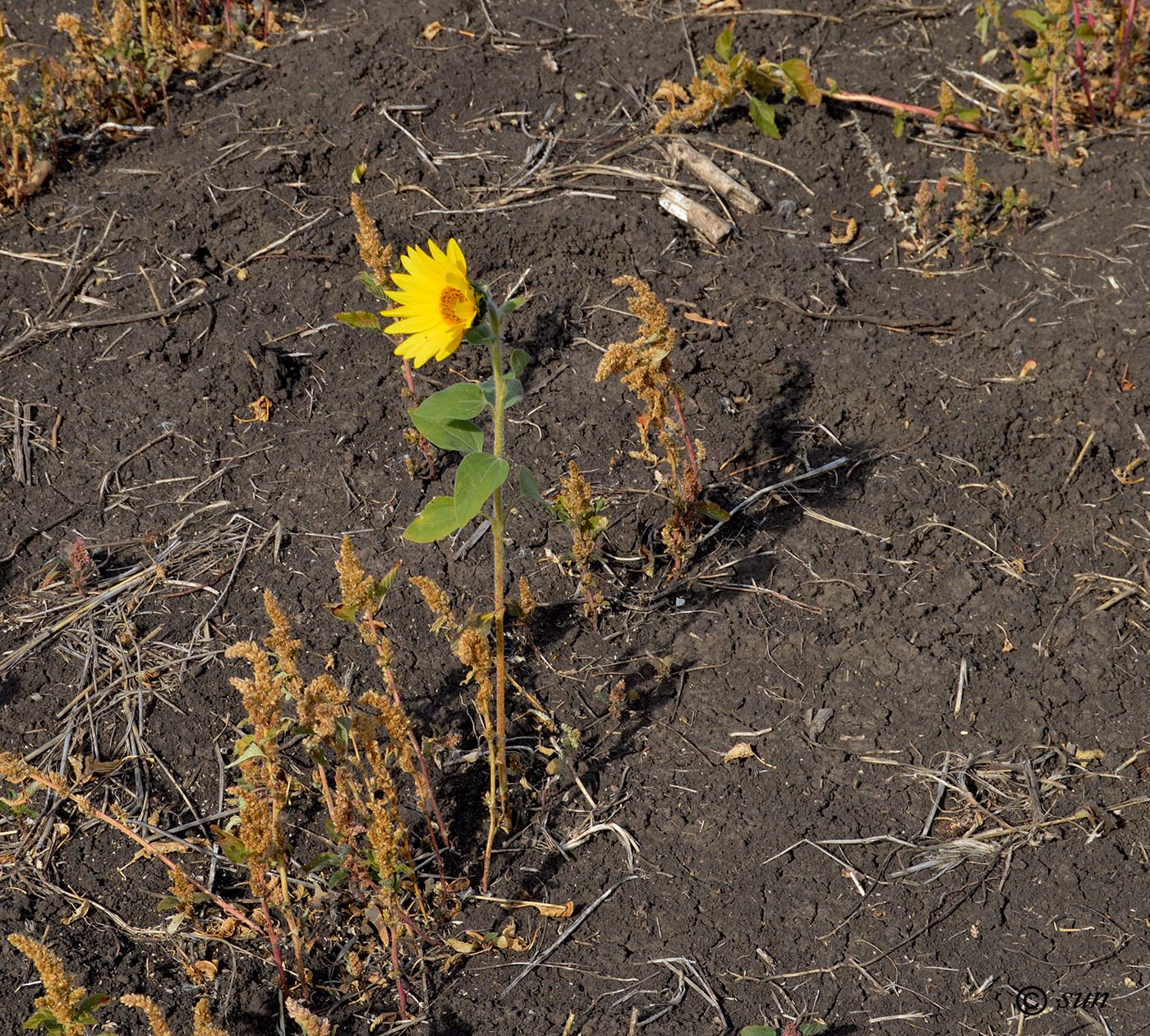 Изображение особи Helianthus annuus.
