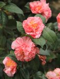 Camellia japonica. Верхушка побега с цветками (этот раз растение зимовало с укрытием). Краснодарский край, Черноморское побережье Кавказа, м/о г. Геленджик, с. Кабардинка, Старый парк. 6 апреля 2025 г.