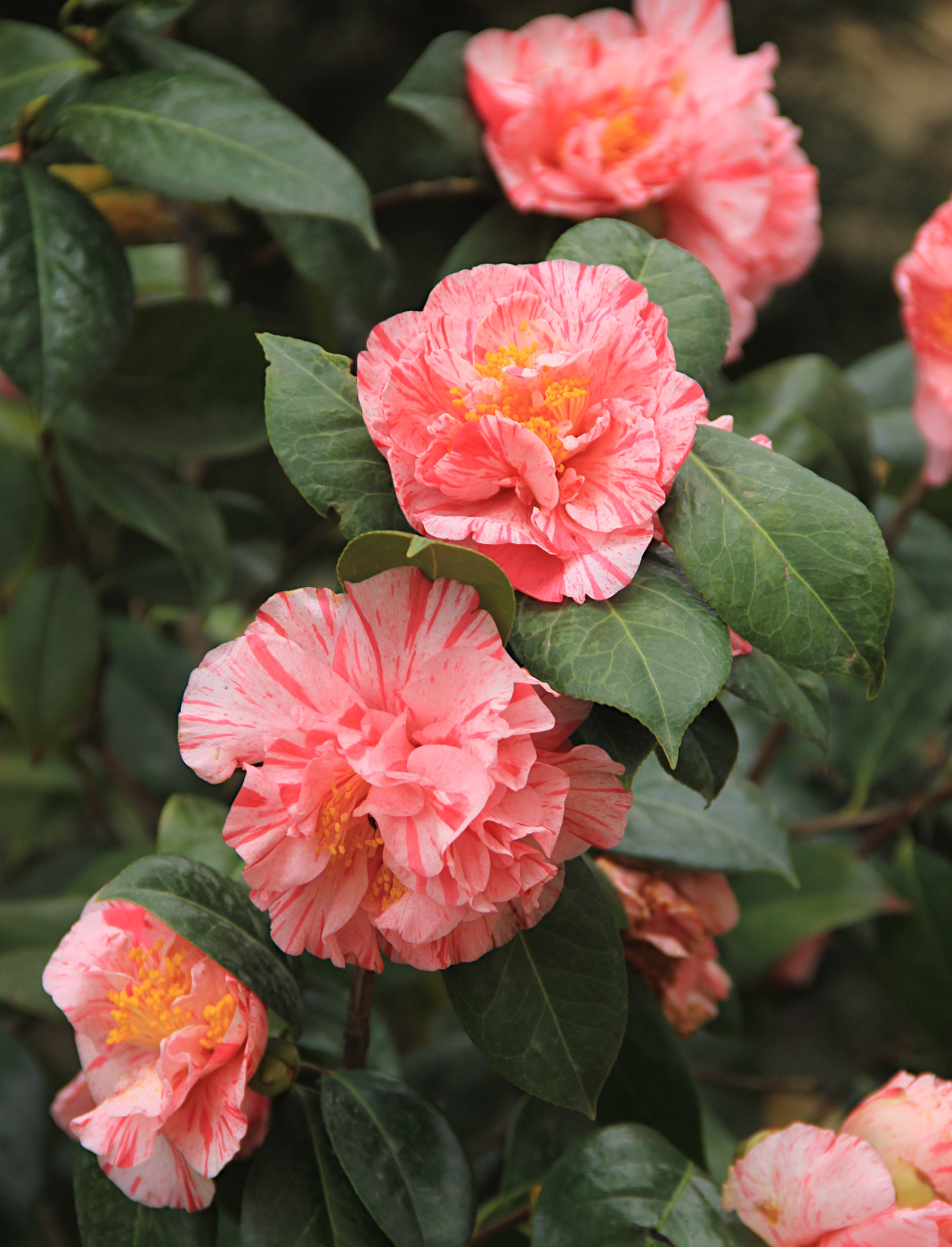 Image of Camellia japonica specimen.