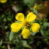 Изображение особи. Автор - Наталья Володина