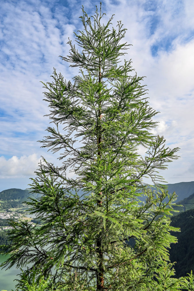 Image of Cryptomeria japonica specimen.