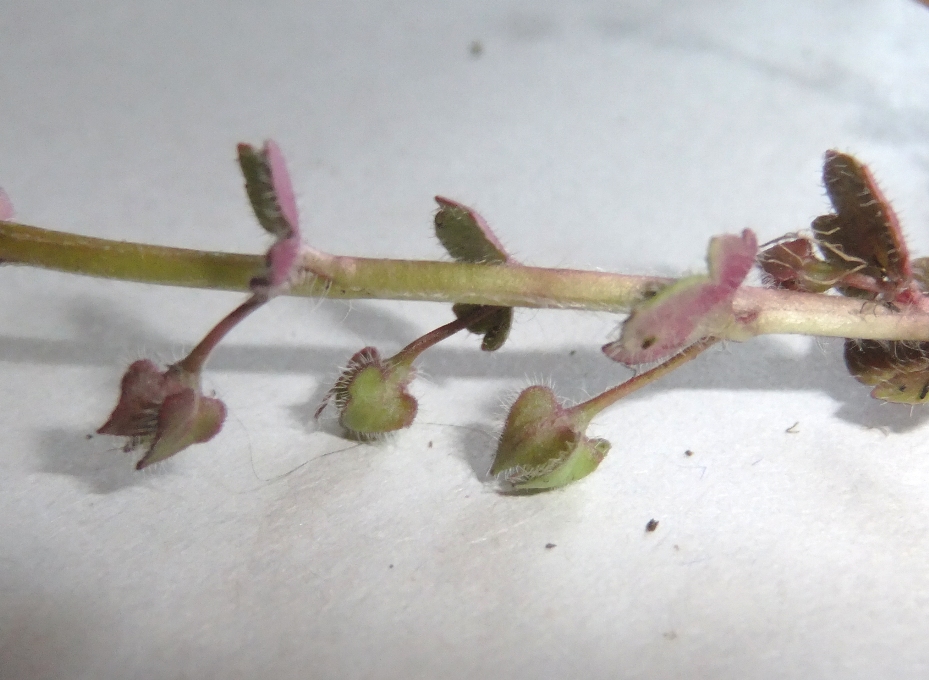 Image of Veronica triloba specimen.