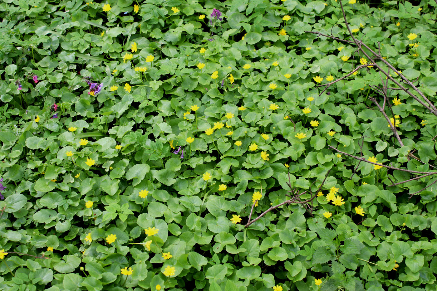 Изображение особи Ficaria verna.