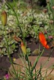 View full-size image Lilium pumilum