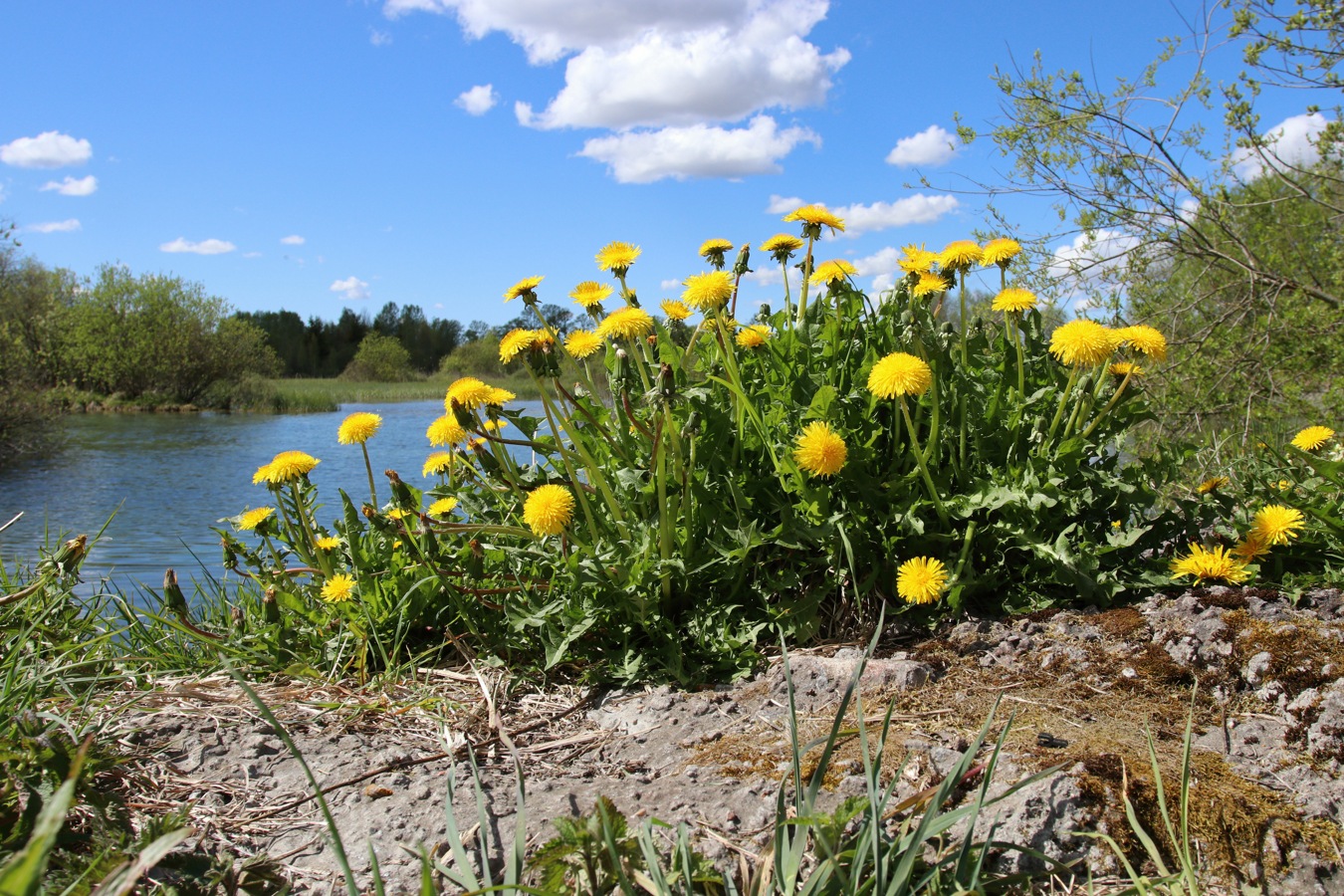 Изображение особи род Taraxacum.