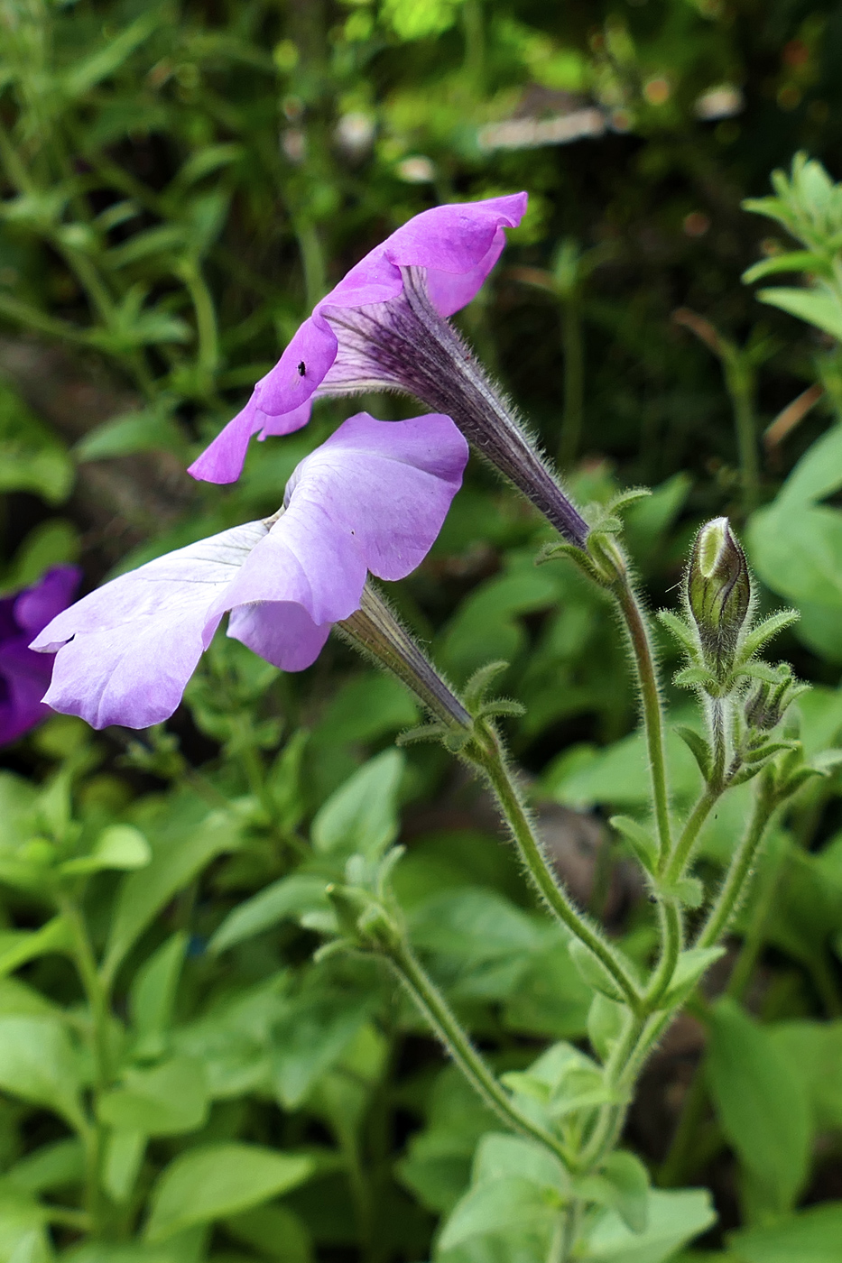 Изображение особи Petunia &times; atkinsiana.