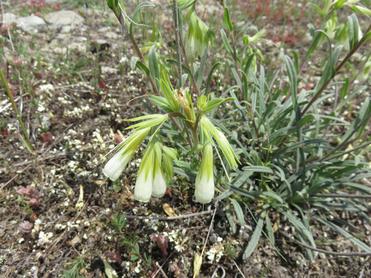 Изображение особи род Onosma.
