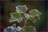 Ribes nigrum. Верхушка побега с листьями, покрытыми утренним инеем. Московская обл., Раменский р-н, окр. дер. Хрипань, садовый участок. 30.09.2010.