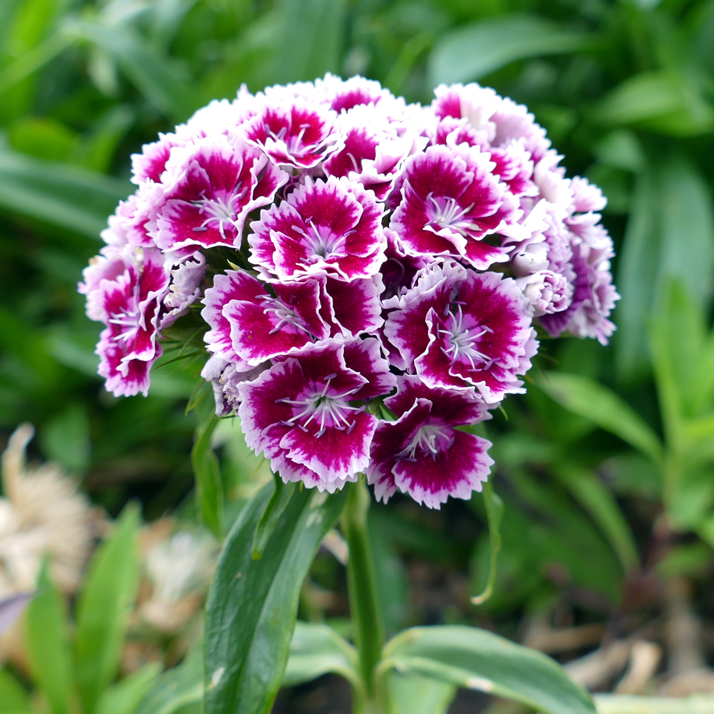 Image of Dianthus barbatus specimen.