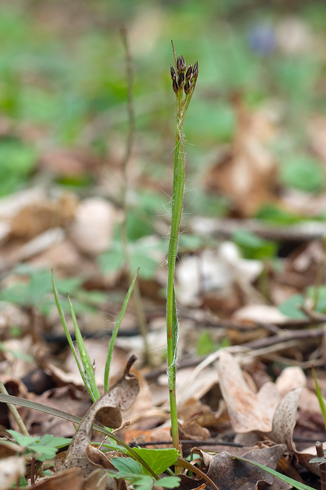 Изображение особи Luzula forsteri.