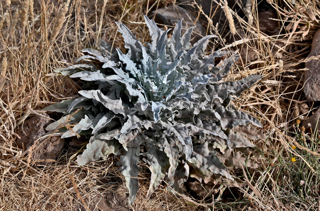 Image of genus Andryala specimen.