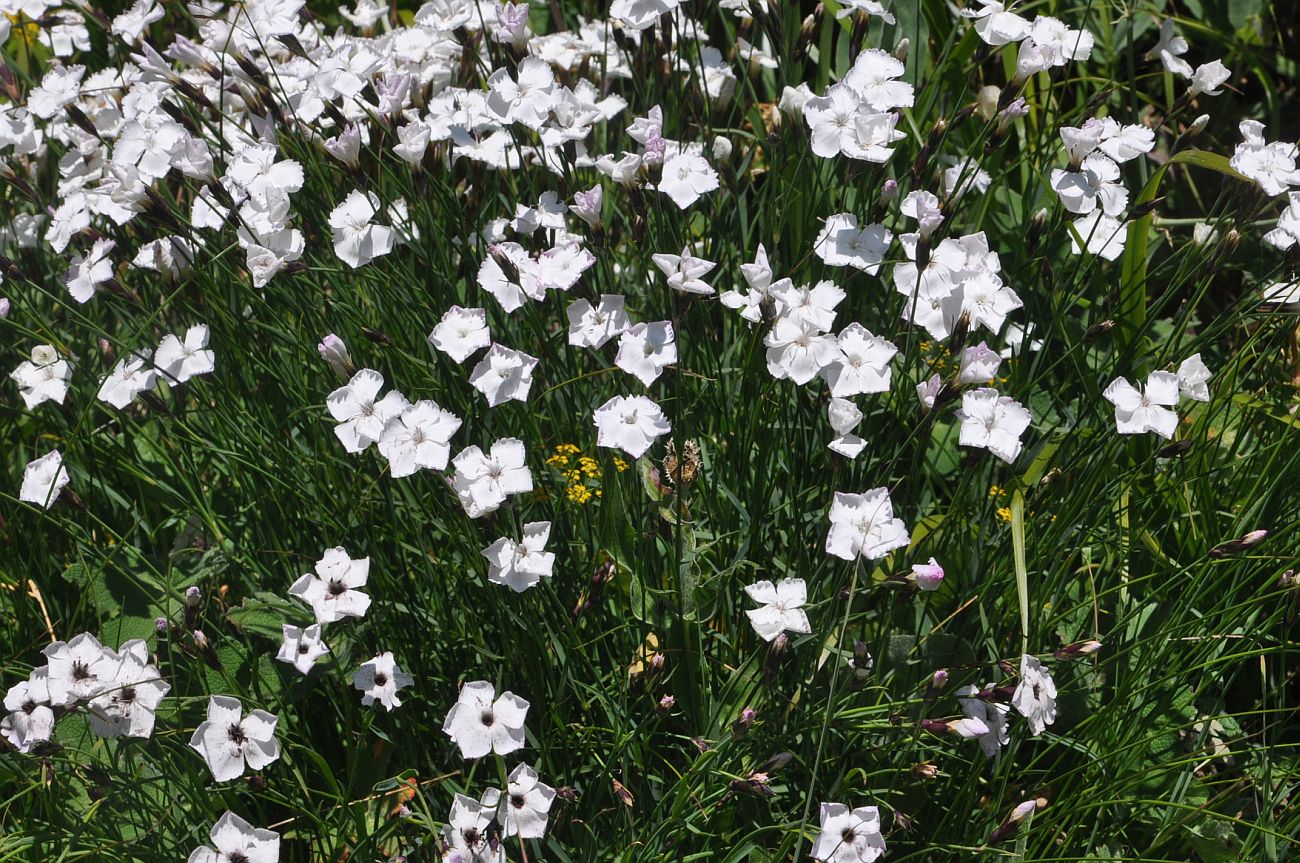 Image of genus Dianthus specimen.