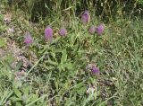 Trifolium rubens. Цветущие растения. Испания, Каталония, пров. Барселона, комарка Осона, муниципалитет Виланова-де-Сау, водохранилище Сау, залесённый склон сев. экспозиции, обочина дороги. 31.05.2026.