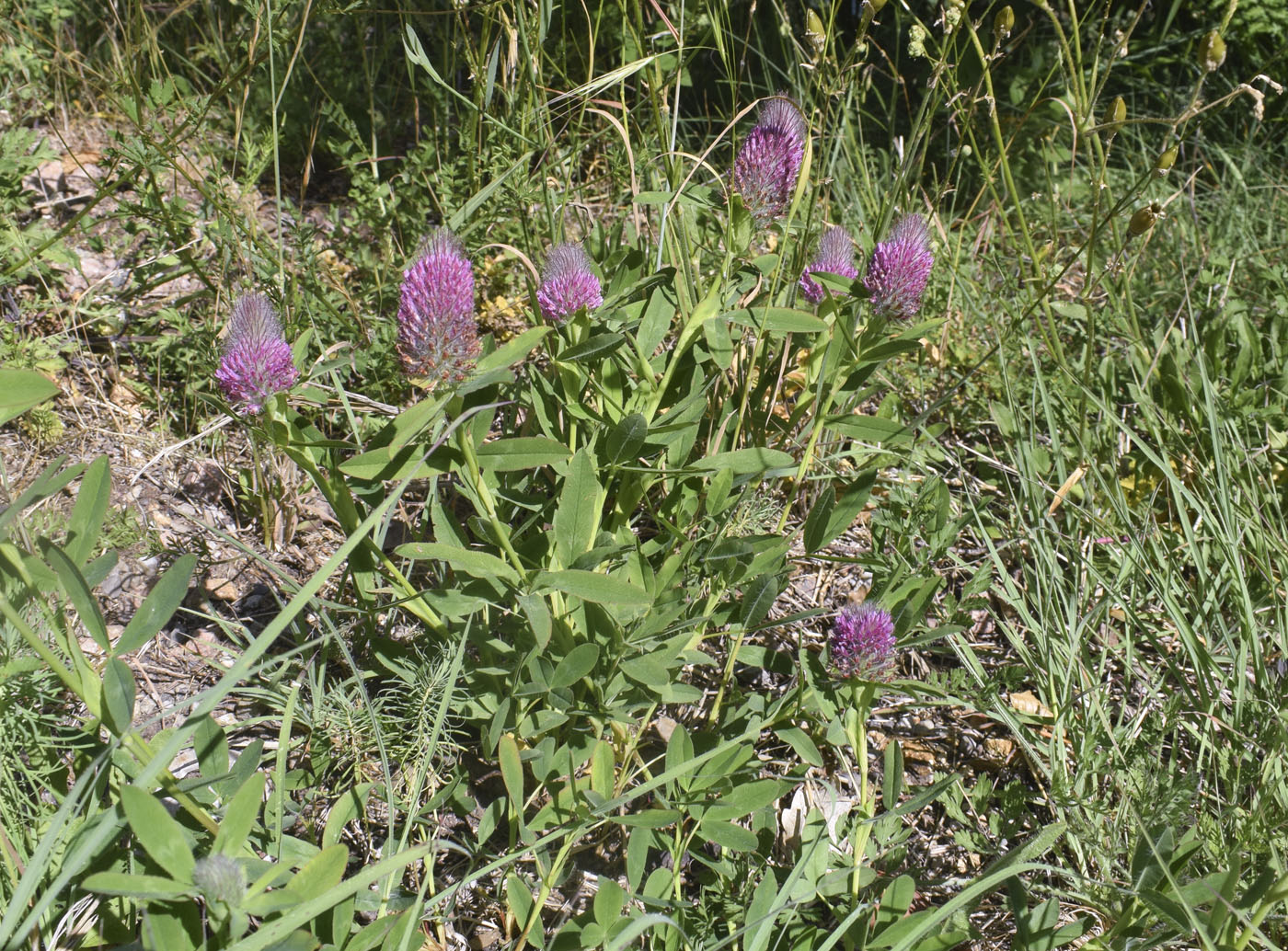 Image of Trifolium rubens specimen.