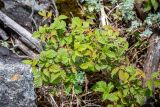 Rubus komarovii. Верхушки побегов с бутонами в сообществе с Artemisia lagocephala. Приморский край, Чугуевский р-н, гора Голец, 1600 м н.у.м., курумник. 13.06.2026.