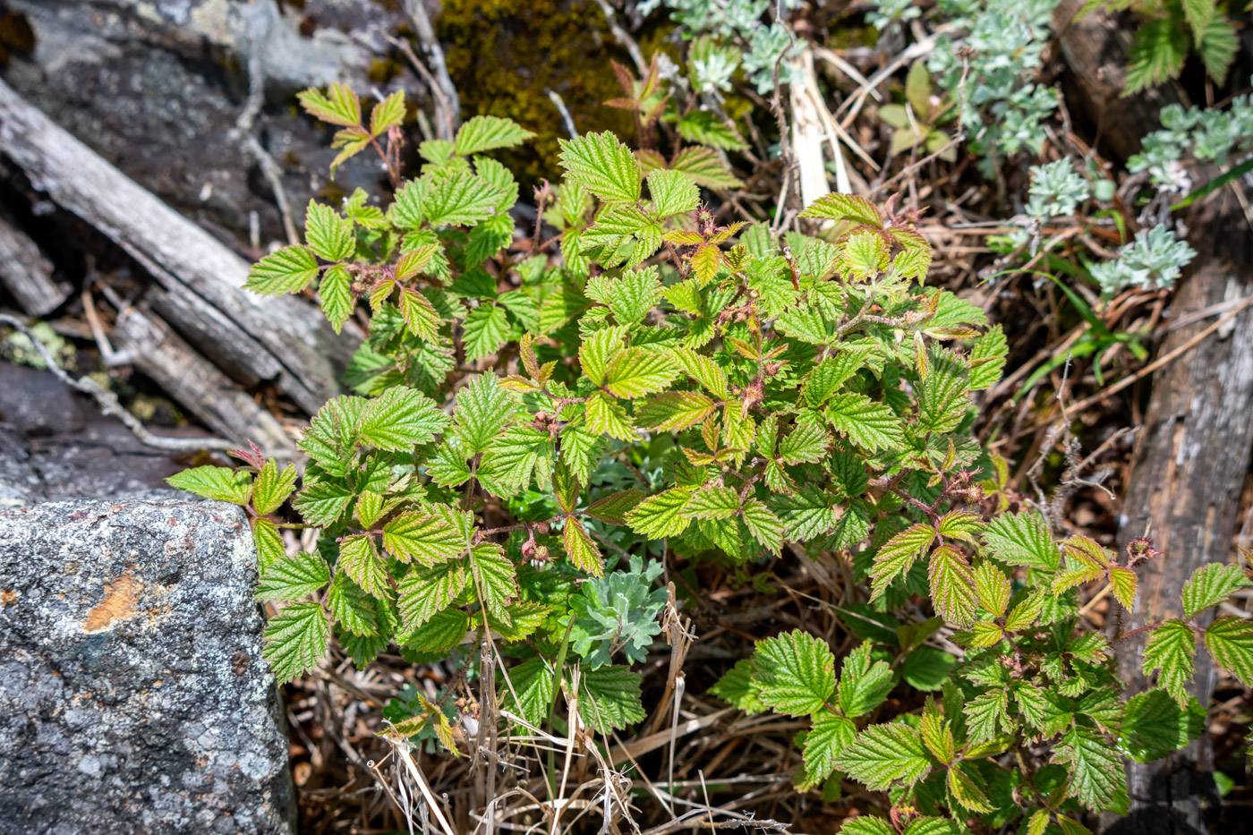 Image of Rubus komarovii specimen.