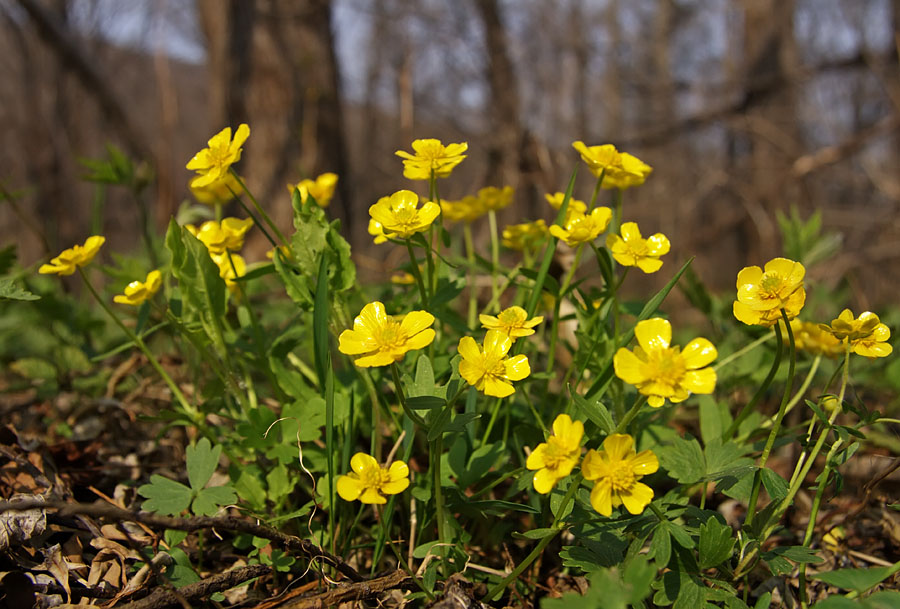 Изображение особи Ranunculus franchetii.