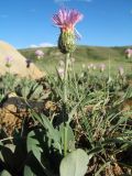 Klasea cardunculus