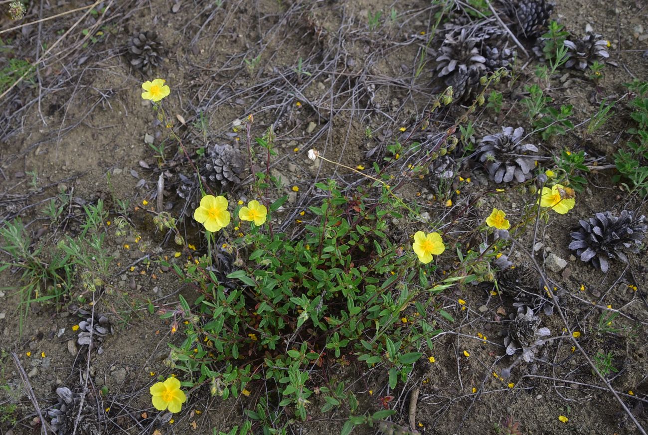 Image of genus Helianthemum specimen.