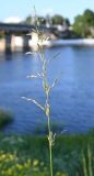 семейство Poaceae. Соцветие. Псков, Ольгинская наб. р. Великая, газон. 07.06.2025.