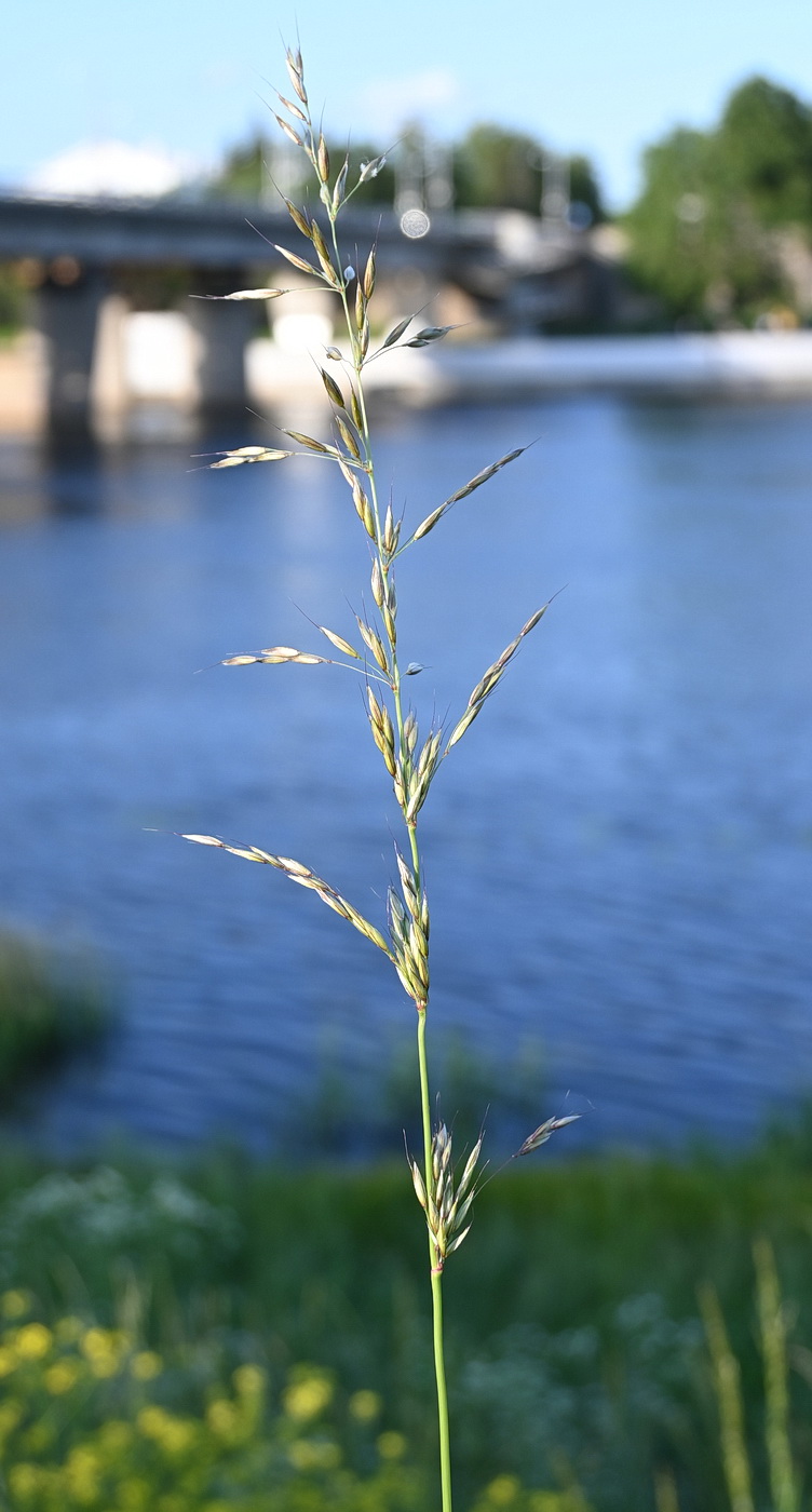 Изображение особи семейство Poaceae.