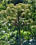 Daucus decipiens
