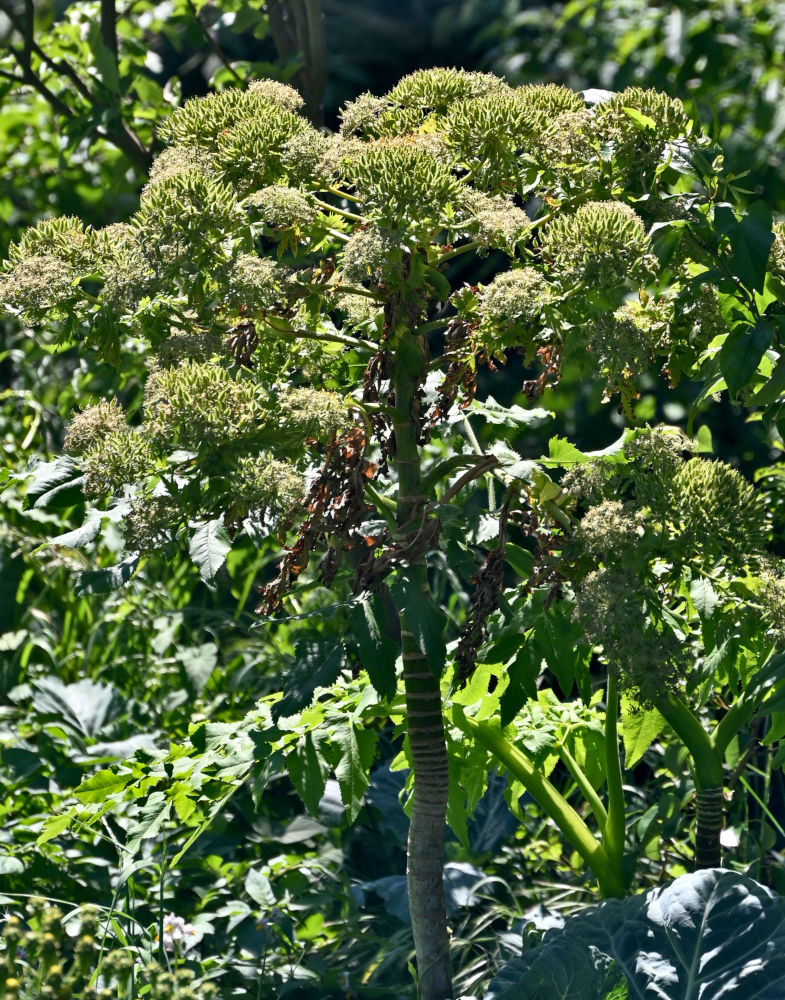 Изображение особи Daucus decipiens.