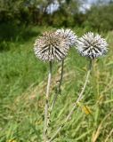 Echinops sphaerocephalus. Верхушка цветущего растения. Калужская обл., Тарусский р-н, памятник природы «Тарусский луг», луг. 09.08.2026.