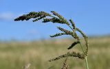 Echinochloa crus-galli. Соплодие. Московская обл., гор. округ Серпухов, дол. р. Протва, окраина поля. 09.08.2026.