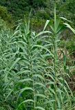 Arundo donax. Верхушки вегетирующих растений. Португалия, Азорские о-ва, о-в Сан-Мигел, окр. пос. Нордешти, подножие лугового склона. 12.08.2025.