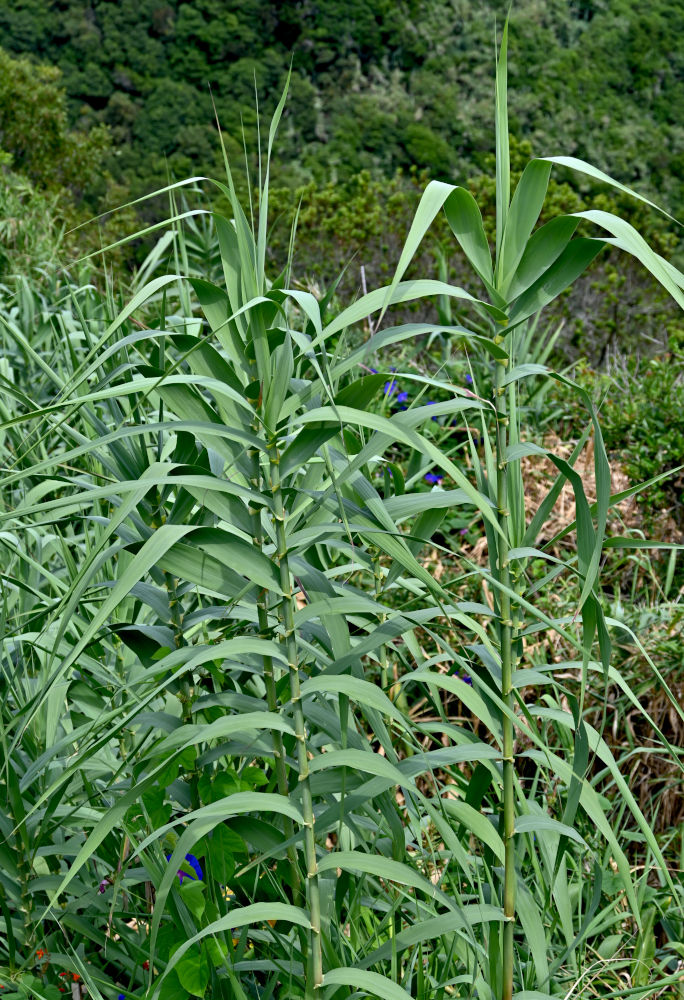 Изображение особи Arundo donax.