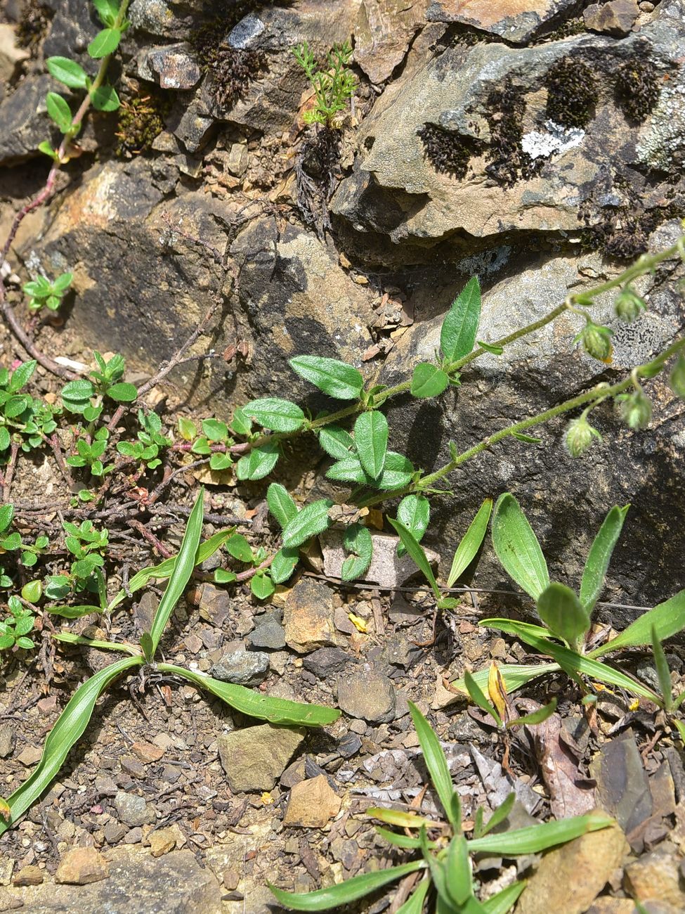 Image of Unknown species specimen.