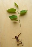 Corylus avellana. Однолетний сеянец. Тульская обл., Венёвский р-н, в лесу. 23.07.2015.