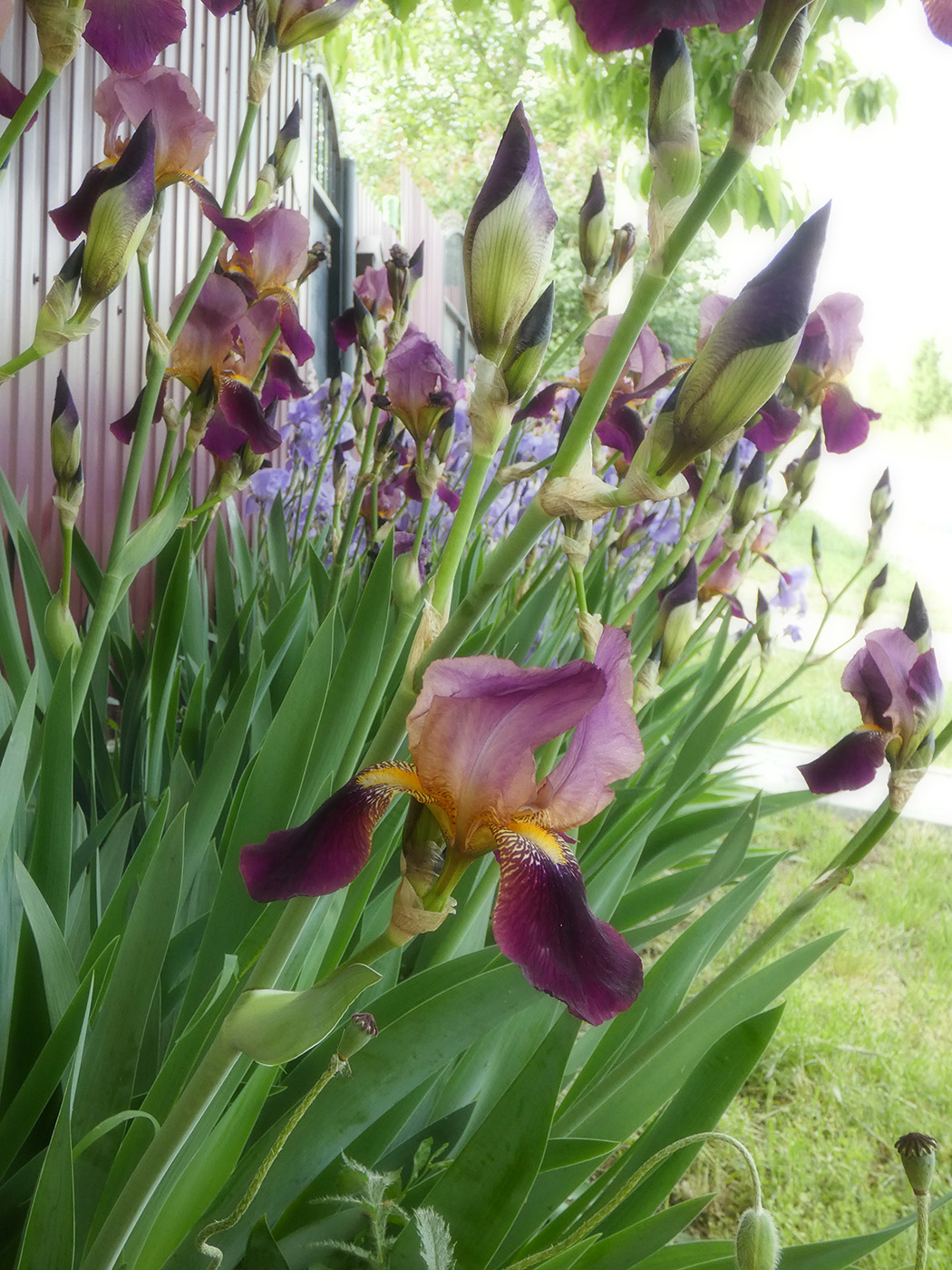 Image of Iris × hybrida specimen.