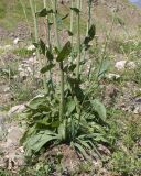 genus Rumex. Основание цветущего растения. Дагестан, Докузпаринский р-н, окр. с. Куруш, дол. р. Чехычай, ≈ 2400 м н.у.м., русло временного водотока. 25.07.2026.