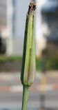 Tragopogon porrifolius подвид longirostris. Отцветшее соцветие-корзинка. Израиль, г. Кармиэль, газон. 15.02.2011.